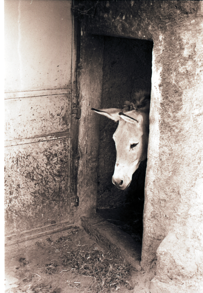 A Donkey in it's Shelter 