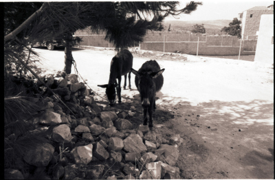 A Photograph from the Town of Birzeit 