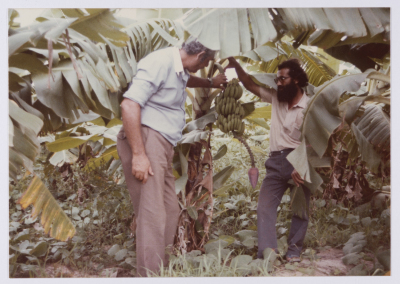 انتاج مزارع مؤسسة صامد، إفريقيا، 1980- 1989