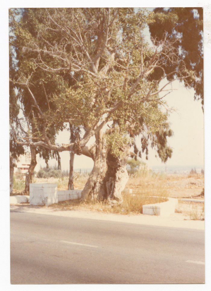 Ficus Sycomorus tree