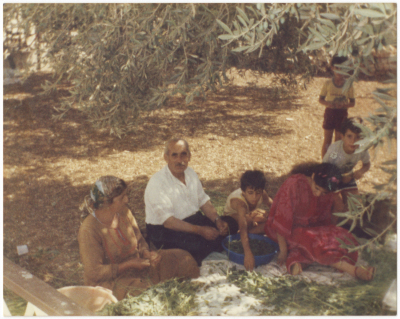 Members from Misád Family picking Molokhiya