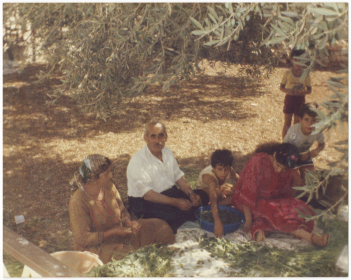 Members from Misád Family picking Molokhiya
