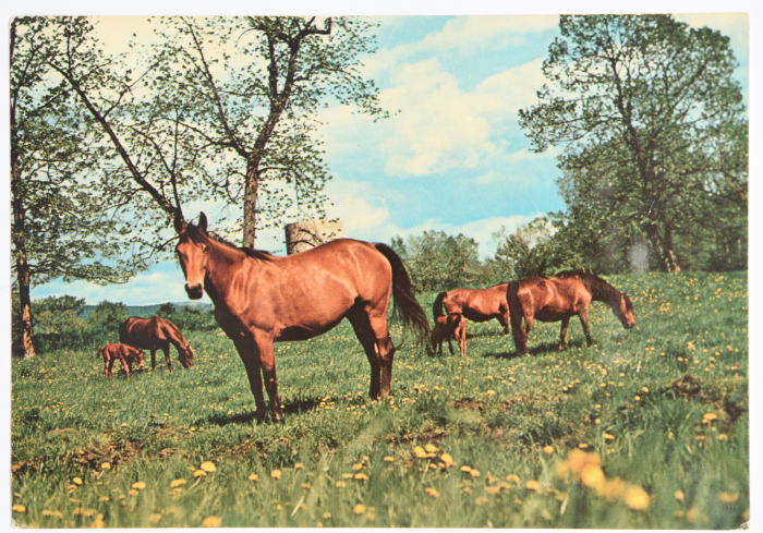 A postcard sent to Nael Al Barghouthi in prison