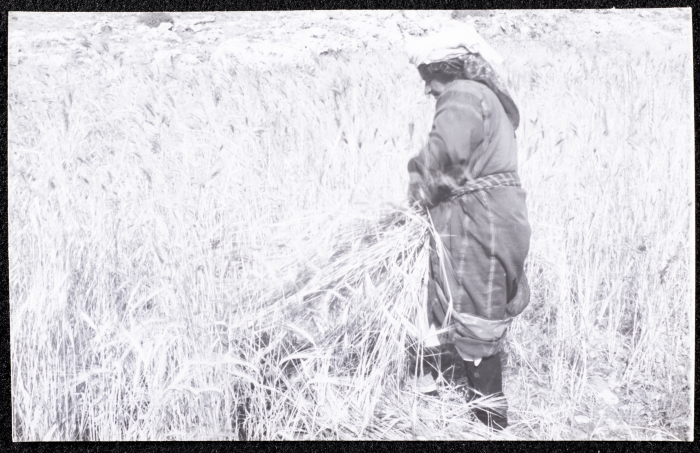 A Photograph of the Wheat Harvest Season in Tell en-Nasbeh, al-Bireh City
