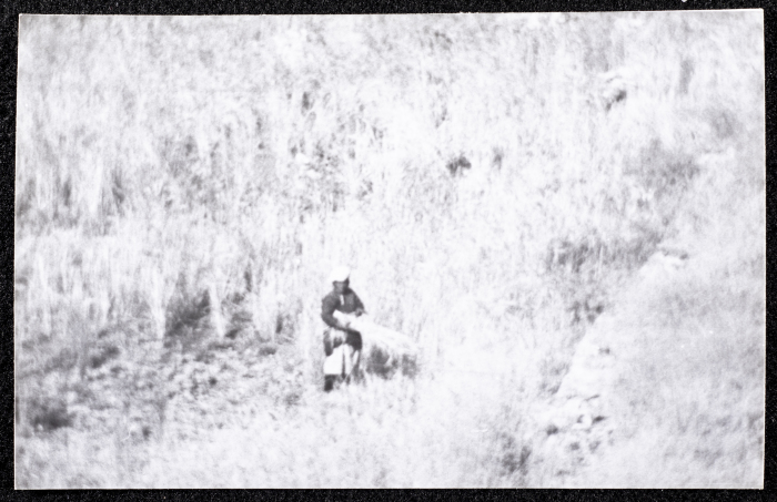 A Photograph of the Wheat Harvest Season in Tell en-Nasbeh, al-Bireh City
