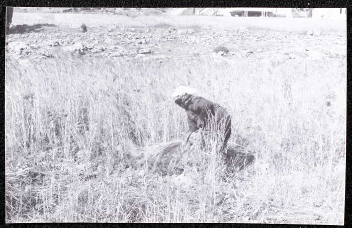 صورة من حصاد القمح في تل النصبة، مدينة البيرة
