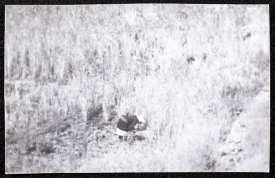 A Photograph of the Wheat Harvest Season in Tell en-Nasbeh, al-Bireh City
