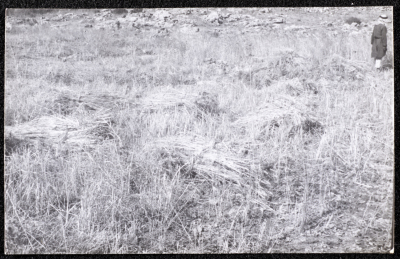A Photograph of the Wheat Harvest Season in Tell en-Nasbeh, al-Bireh City

