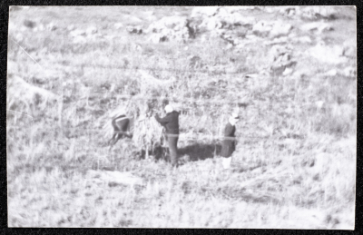 A Photograph of the Wheat Harvest Season in Tell en-Nasbeh, al-Bireh City
