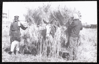 A Photograph of the Wheat Harvest Season in Tell en-Nasbeh, al-Bireh City
