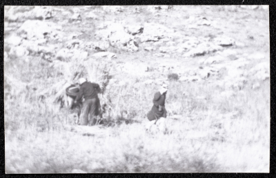 A Photograph of the Wheat Harvest Season in Tell en-Nasbeh, al-Bireh City
