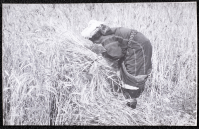 A Photograph of the Wheat Harvest Season in Tell en-Nasbeh, al-Bireh City
