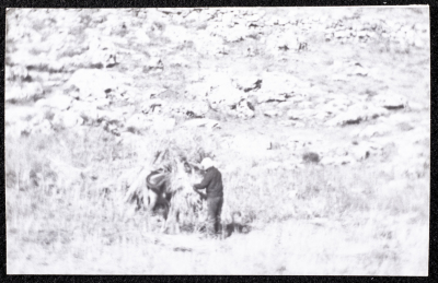 A Photograph of the Wheat Harvest Season in Tell en-Nasbeh, al-Bireh City
