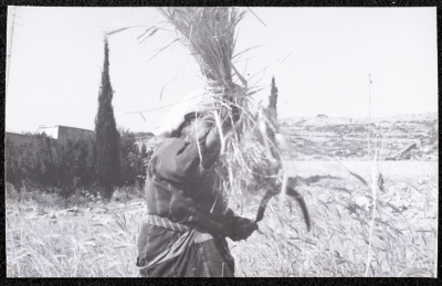 A Photograph of the Wheat Harvest Season in Tell en-Nasbeh, al-Bireh City
