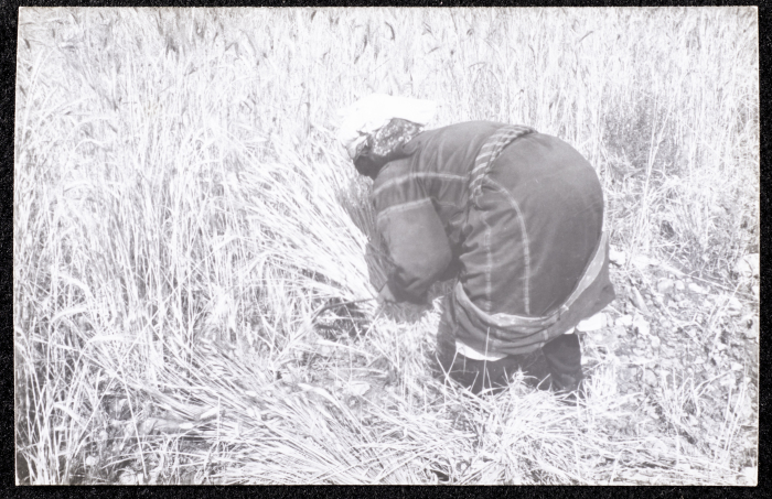 A Photograph of the Wheat Harvest Season in Tell en-Nasbeh, al-Bireh City
