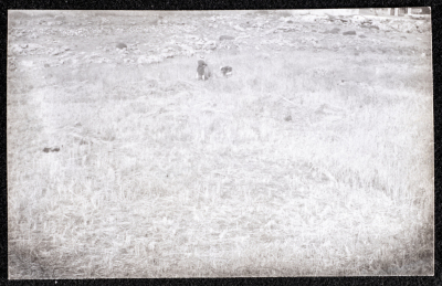 A Photograph of the Wheat Harvest Season in Tell en-Nasbeh, al-Bireh City
