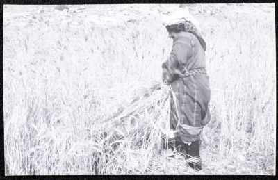 A Photograph of the Wheat Harvest Season in Tell en-Nasbeh, al-Bireh City

