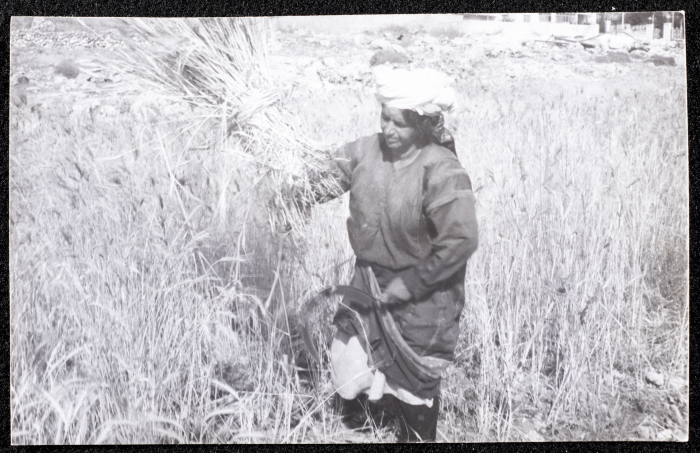 صورة من حصاد القمح في تل النصبة، مدينة البيرة
