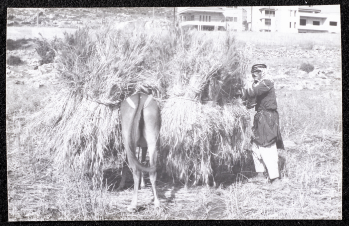 A Photograph of the Wheat Harvest Season in Tell en-Nasbeh, al-Bireh City
