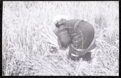 A Photograph of the Wheat Harvest Season in Tell en-Nasbeh, al-Bireh City
