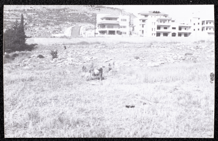 A Photograph of the Wheat Harvest Season in Tell en-Nasbeh, al-Bireh City
