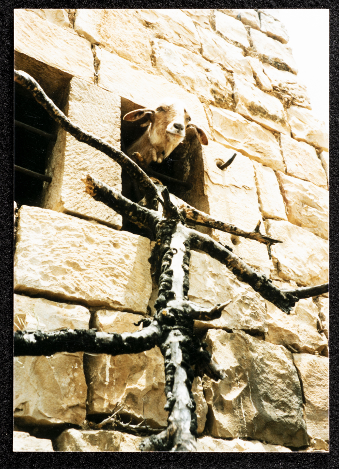A photograph of ash-Shuʿayby Family Housh in Deir Ghassane,  Ramallah
