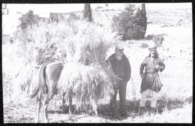 A Photograph of the Wheat Harvest Season in Tell en-Nasbeh, al-Bireh City
