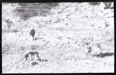 A Photograph of the Wheat Harvest Season in Tell en-Nasbeh, al-Bireh City
