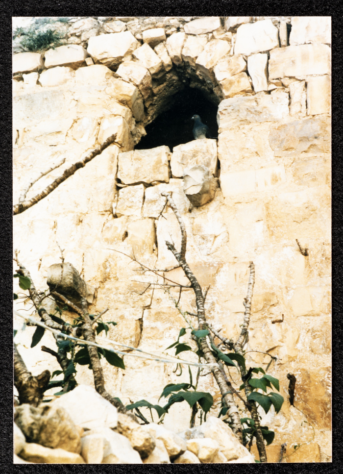 A photograph of ash-Shuʿayby Family Housh in Deir Ghassane,  Ramallah