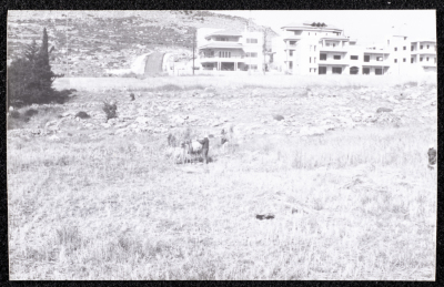 A Photograph of the Wheat Harvest Season in Tell en-Nasbeh, al-Bireh City
