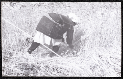 A Photograph of the Wheat Harvest Season in Tell en-Nasbeh, al-Bireh City
