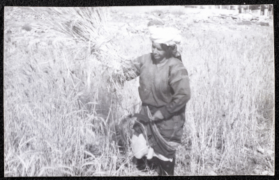 A Photograph of the Wheat Harvest Season in Tell en-Nasbeh, al-Bireh City
