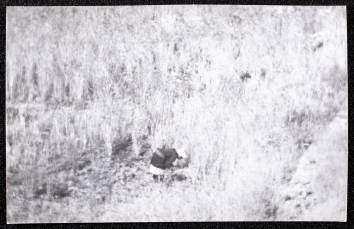 A Photograph of the Wheat Harvest Season in Tell en-Nasbeh, al-Bireh City
