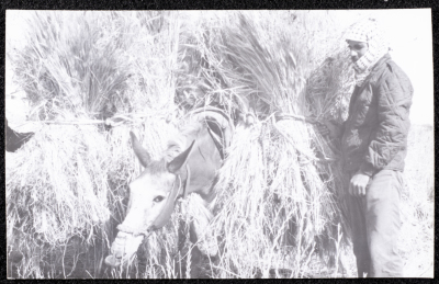 A Photograph of the Wheat Harvest Season in Tell en-Nasbeh, al-Bireh City
