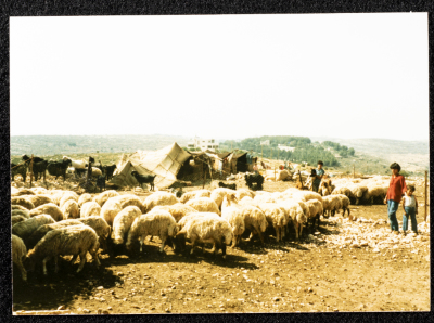 A Photograph Capturing the Bedouin Life in Gaza Strip 