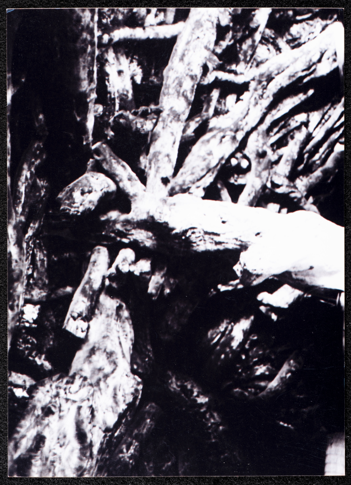 A Glimpse of the Village of Dayr Ghassana