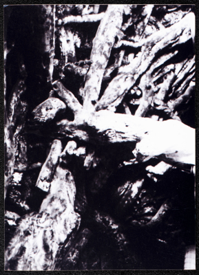 A Glimpse of the Village of Dayr Ghassana