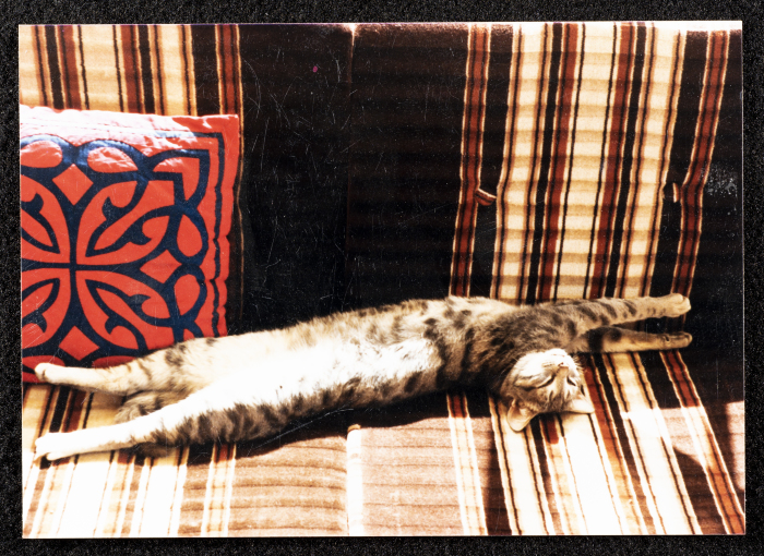 قطة سعاد العامري 