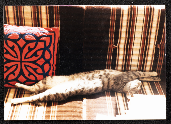 قطة سعاد العامري 