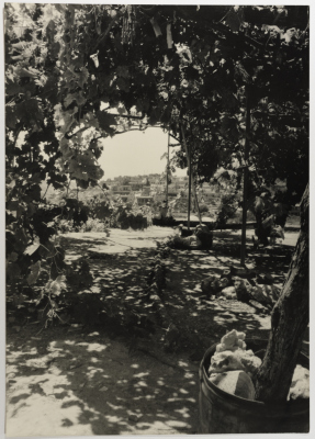 A Grapevine in a Palestinian Refugee Camp, Lebanon