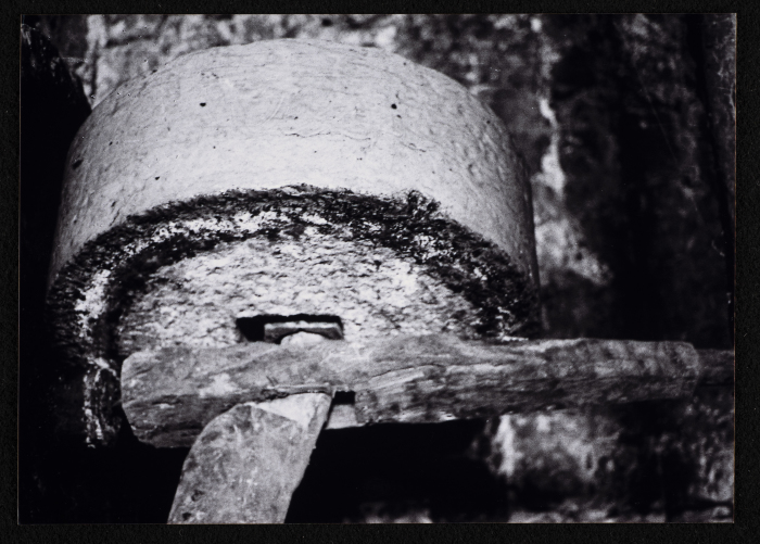 بد الزيتون في قرية بيت ريما قضاء رام الله 