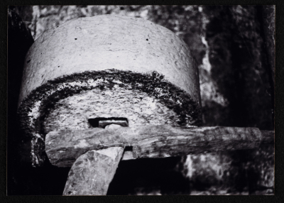 بد الزيتون في قرية بيت ريما قضاء رام الله 