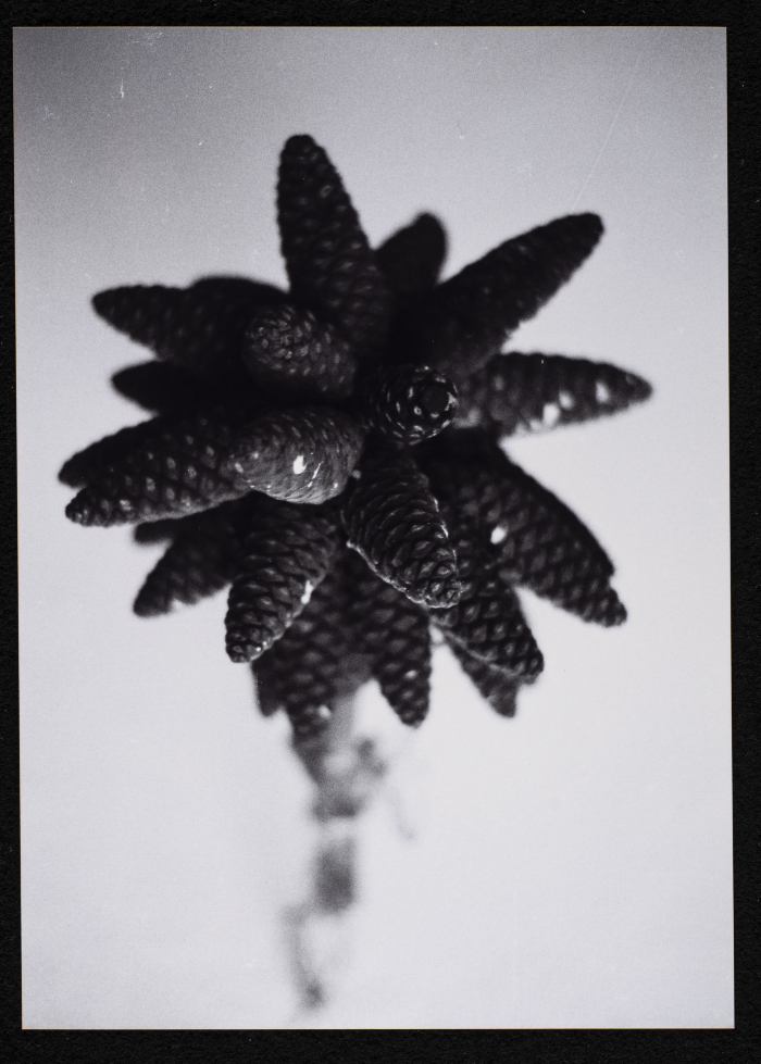 A Photograph of an Old Stone House in al-Burj Village, Hebron