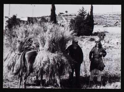 صورة من حصاد القمح في مدينة البيرة