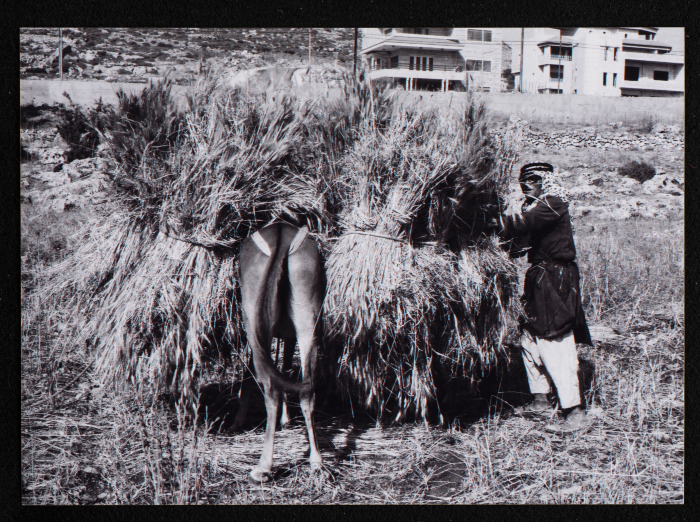 A Photograph of Wheat Harvest in al-Bireh City

