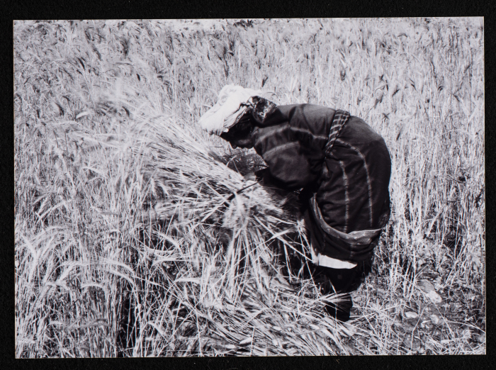صورة من حصاد القمح في مدينة البيرة
