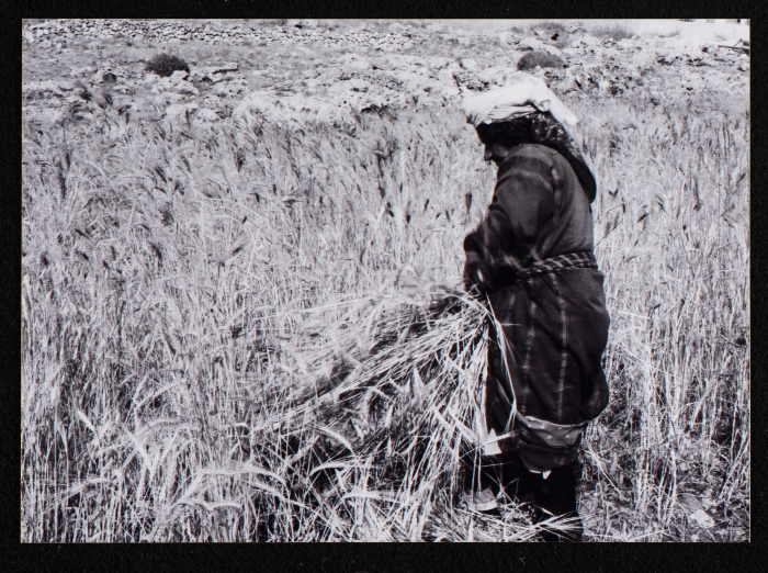صورة من حصاد القمح في مدينة البيرة