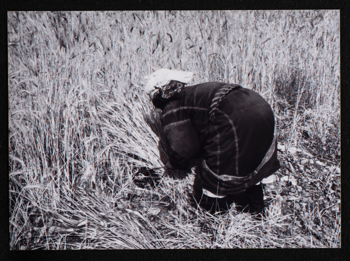 صورة من حصاد القمح في مدينة البيرة