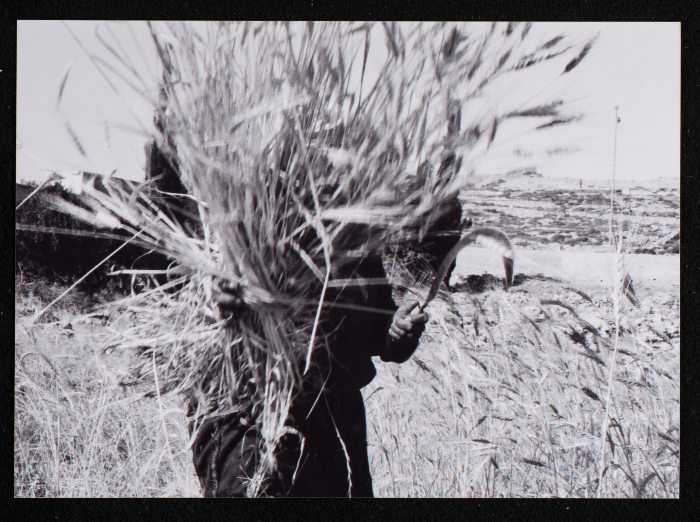 A Photograph of Wheat Harvest in al-Bireh City
