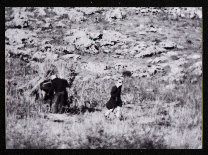 صورة من حصاد القمح في مدينة البيرة